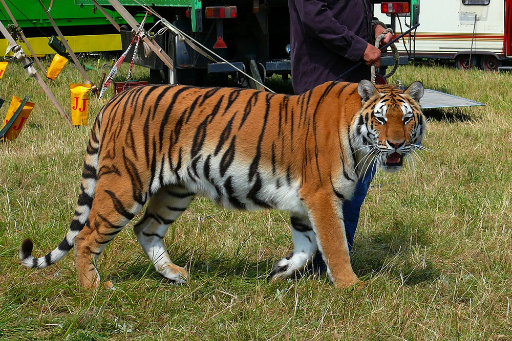 Circus Performing Animals